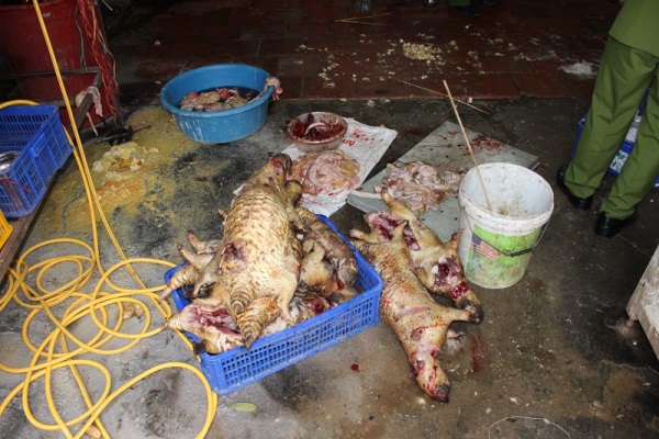 Phát hiện lò mổ động vật hoang dã giữa lòng Hà Nội